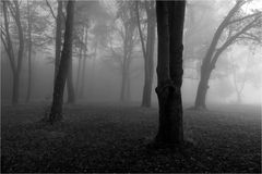 Nebel-Wald