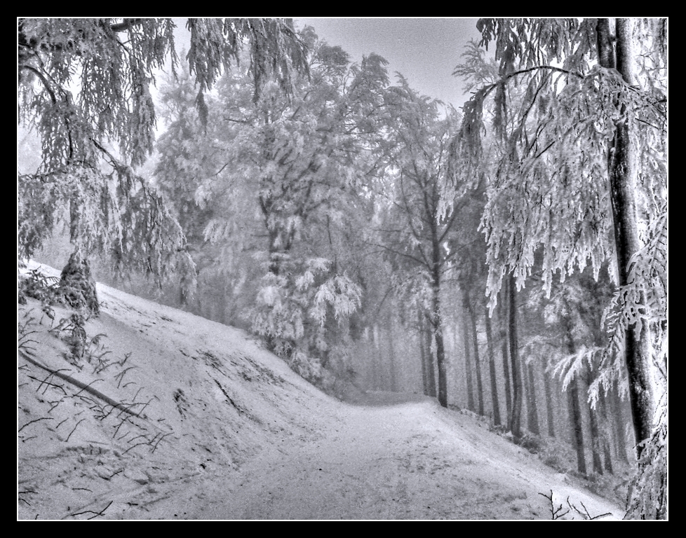 Nebel-Wald