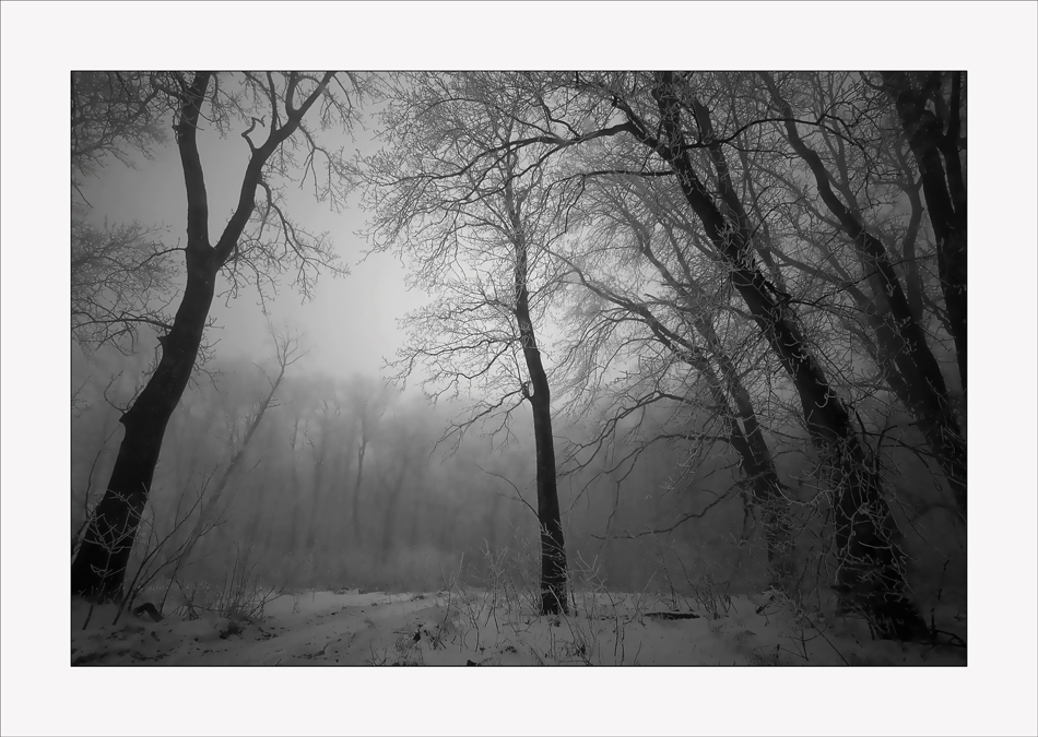 Nebel - Wald