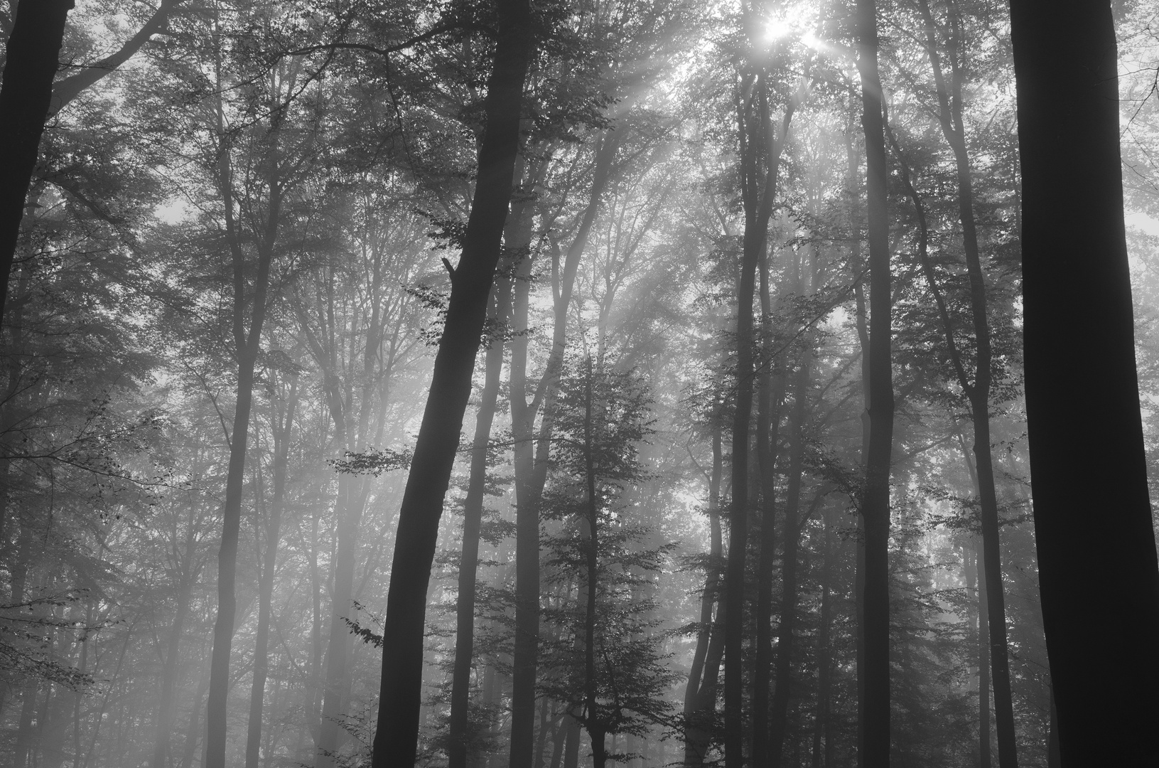 Nebel-Wald