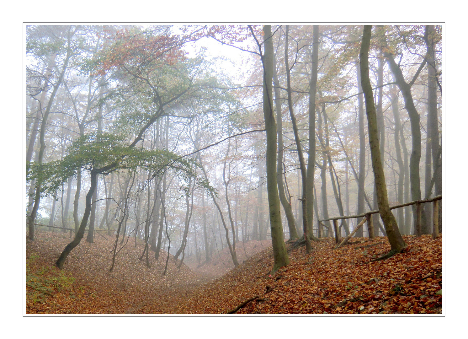 Nebel-Wald