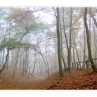 Nebel-Wald