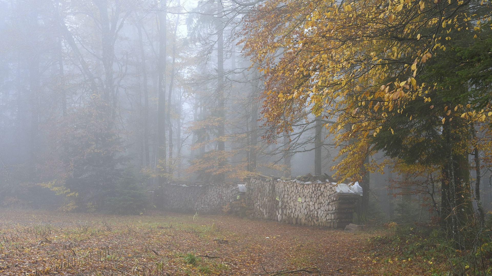 Nebel - Wald