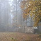 Nebel - Wald