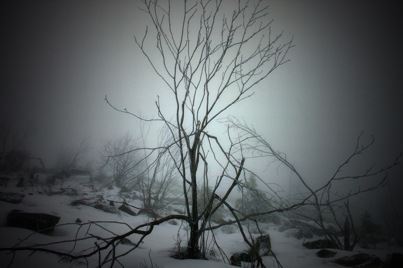 Nebel Wald