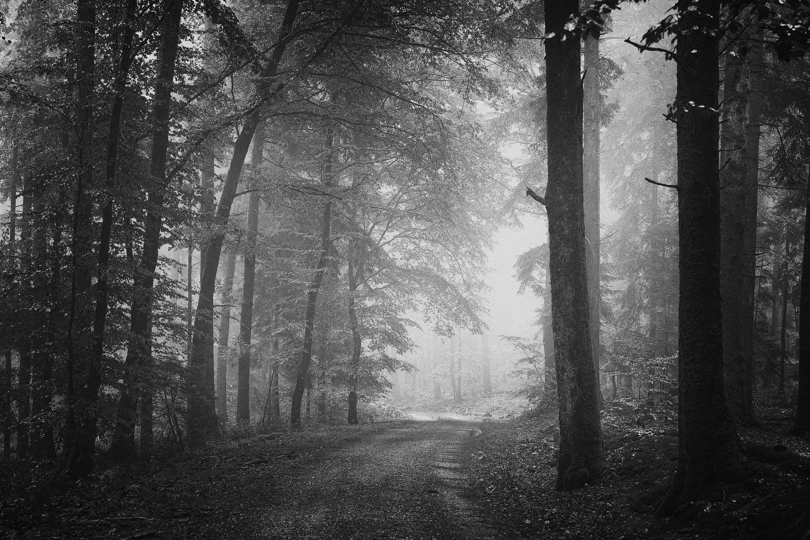 Nebel Wald