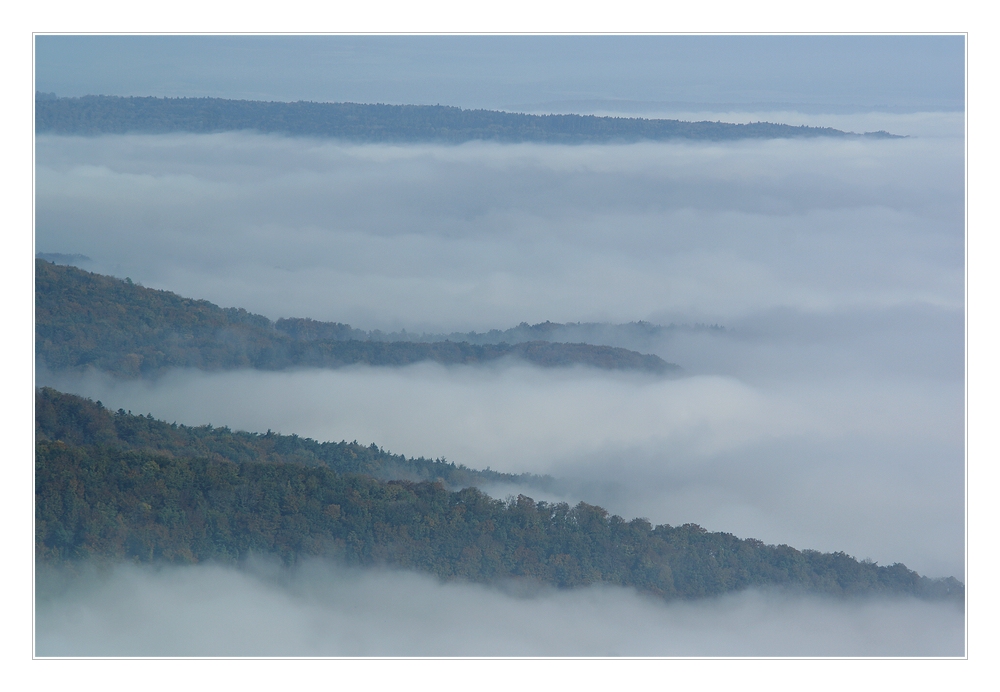 Nebel - Wald