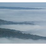 Nebel - Wald