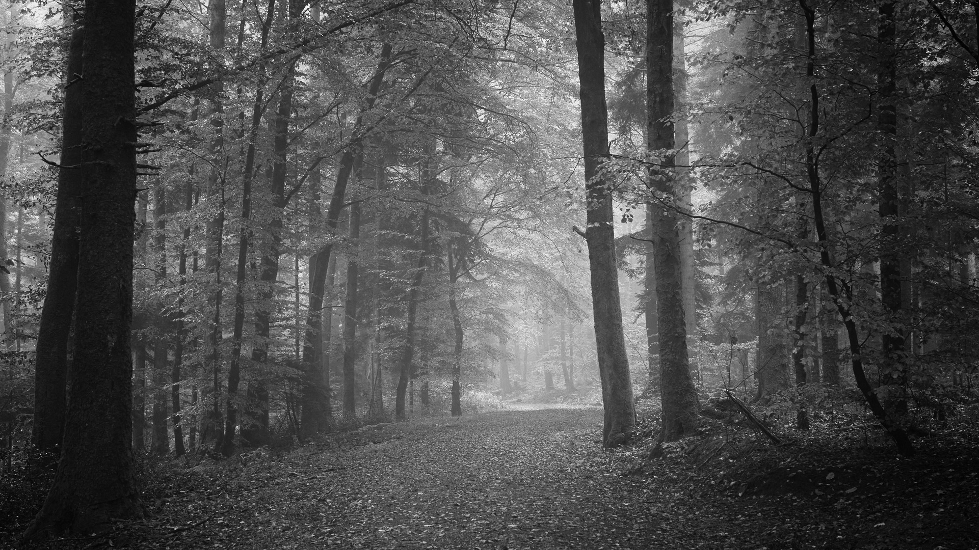 Nebel-Wald