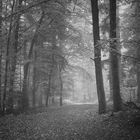 Nebel-Wald