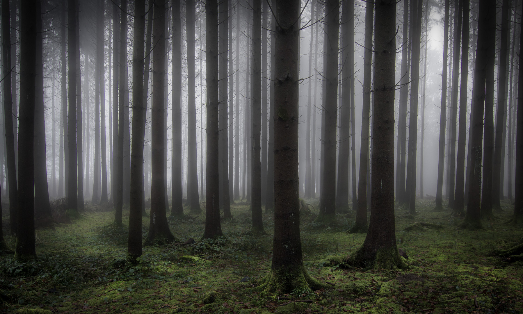 Nebel + Wald = Ruhe