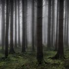 Nebel + Wald = Ruhe