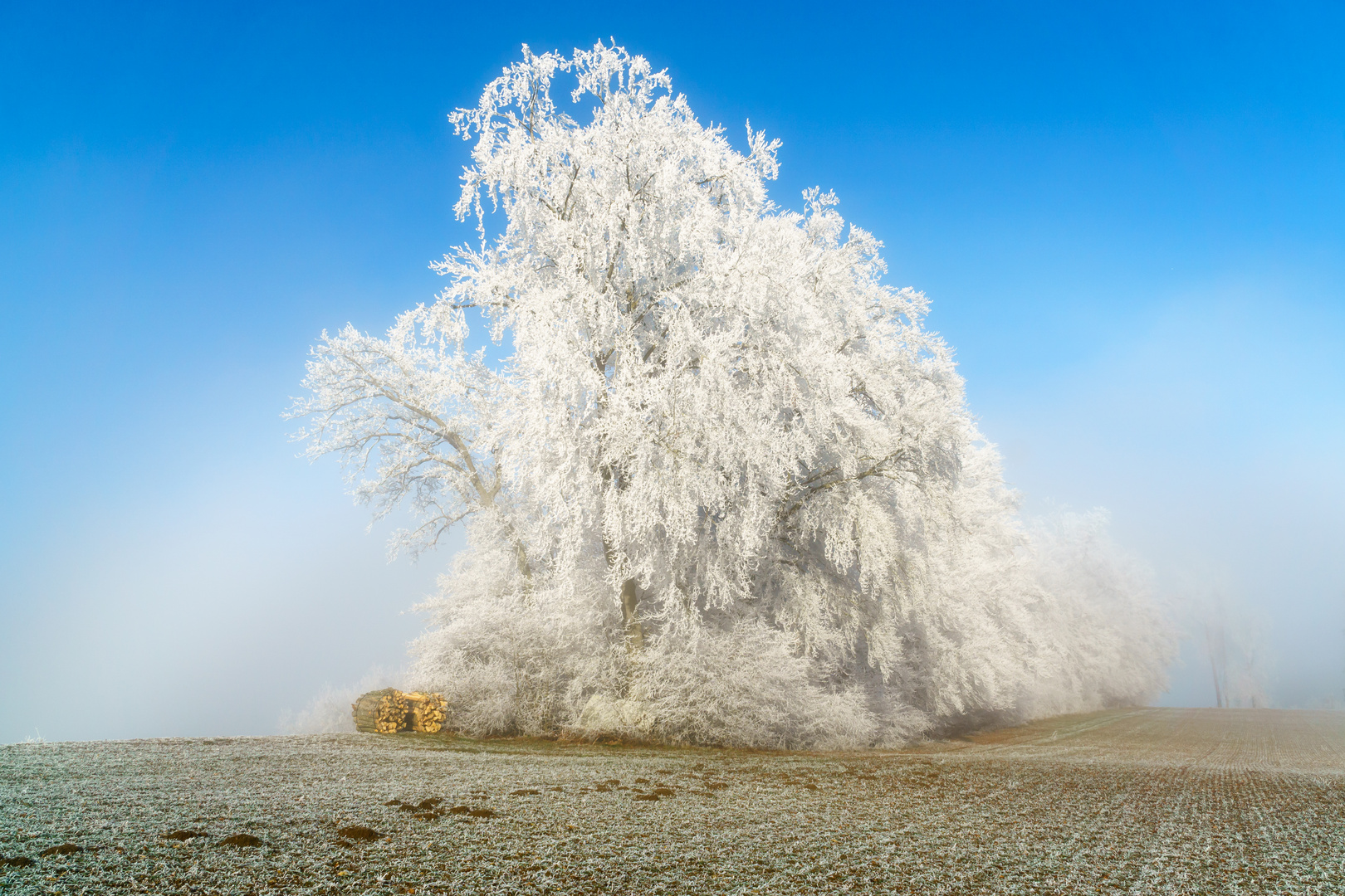 Nebel weicht