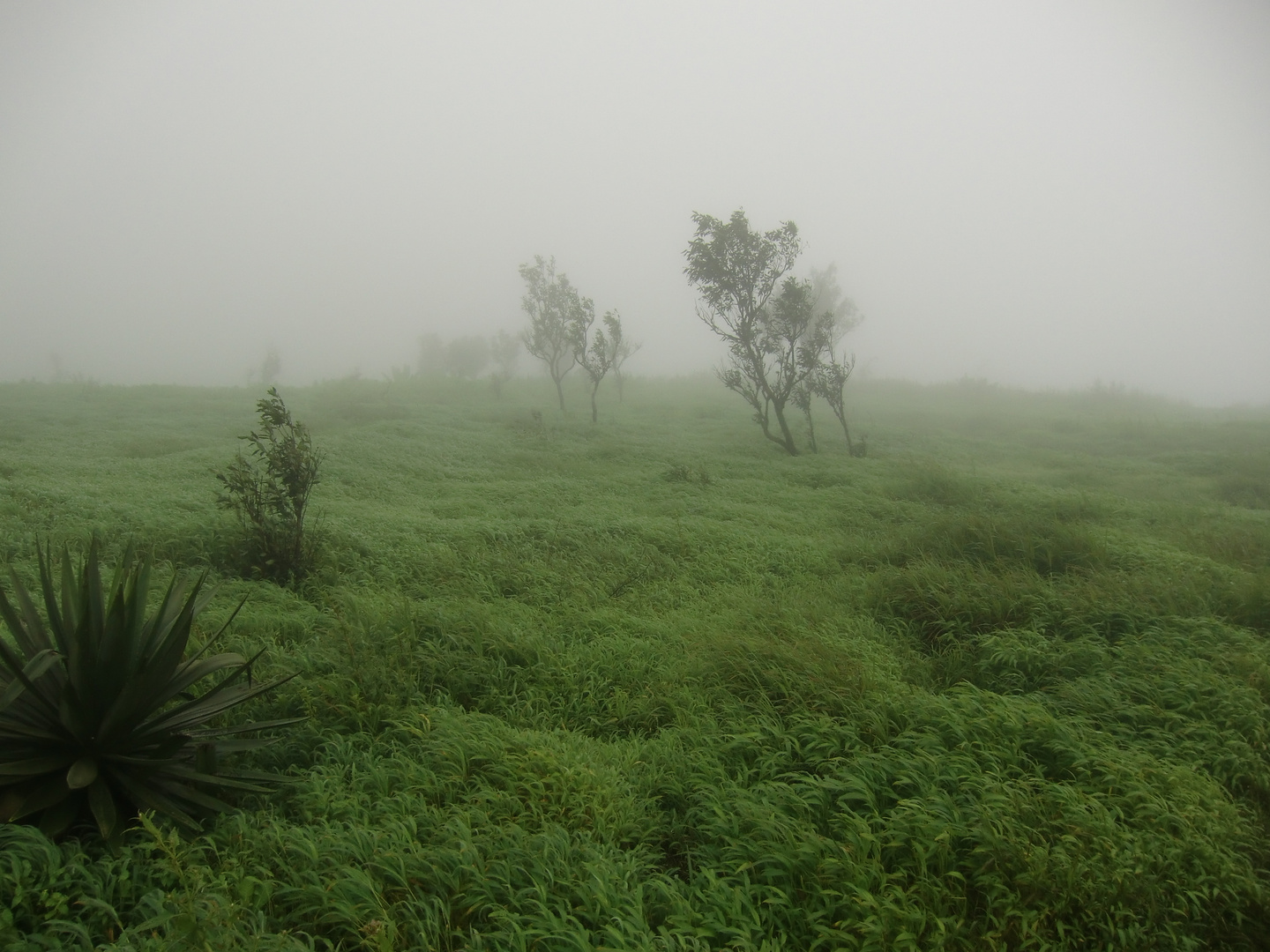 Nebel & Wind