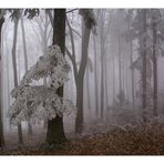 Nebel-Zauber-Wald