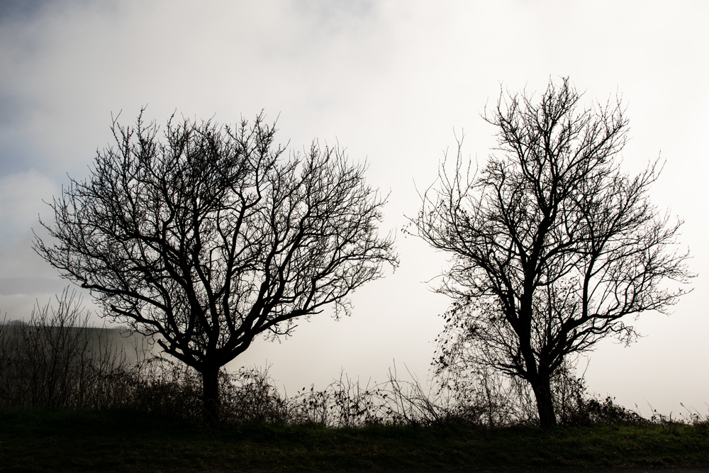 Nebel zieht auf (2)