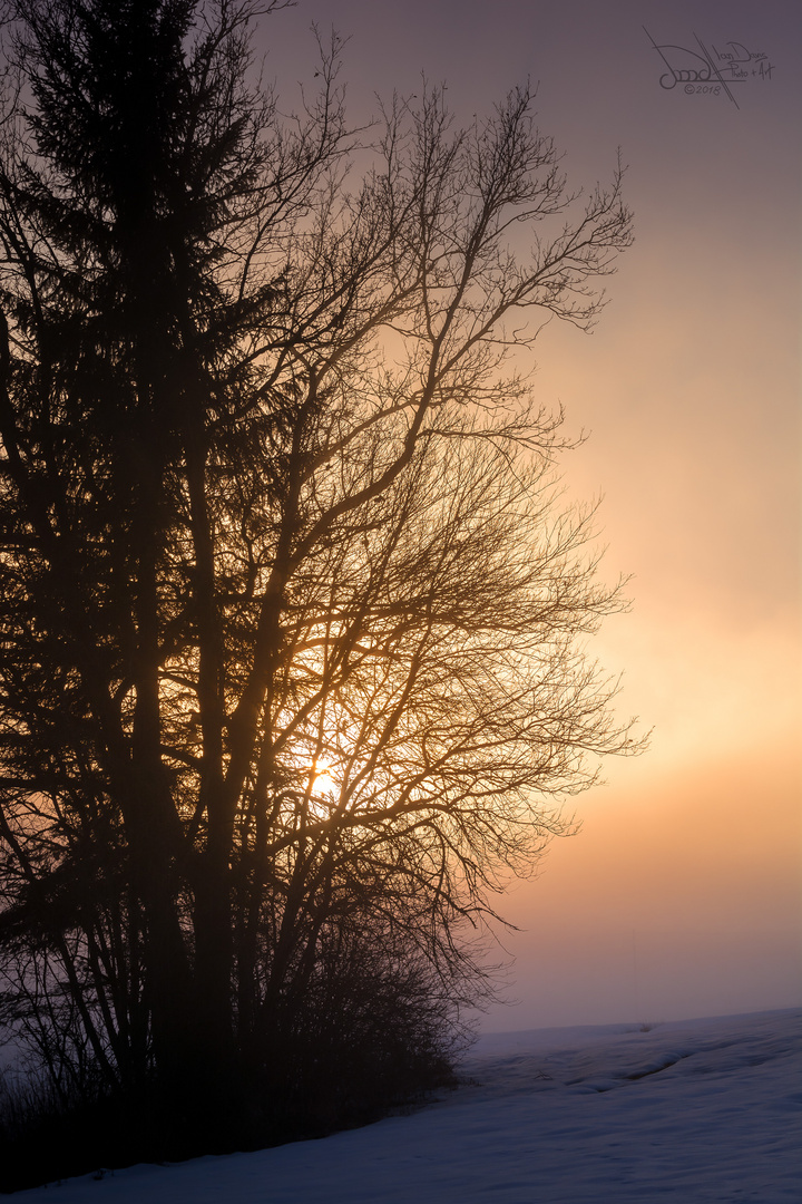 Nebel zieht auf