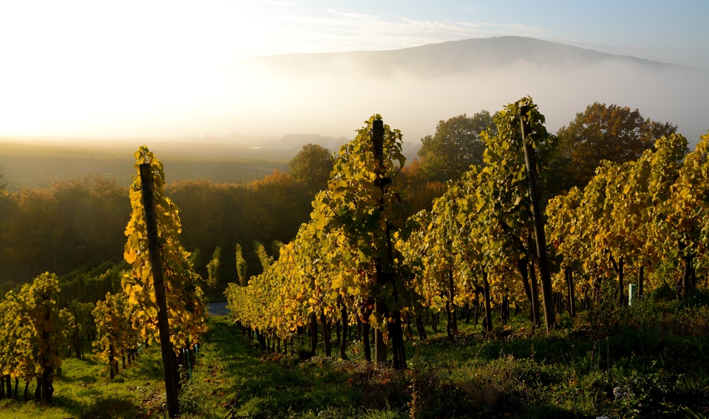 Nebel zieht auf