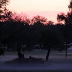 Nebel zieht auf in der Abendstimmung