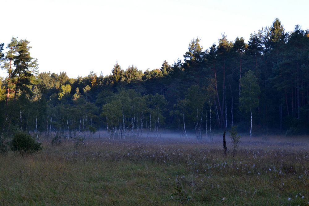 Nebel zieht duch das Land