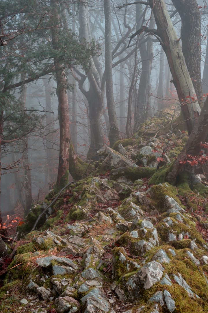 Nebel zieht durch den Wald