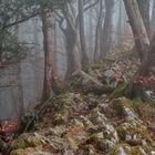 Nebel zieht durch den Wald