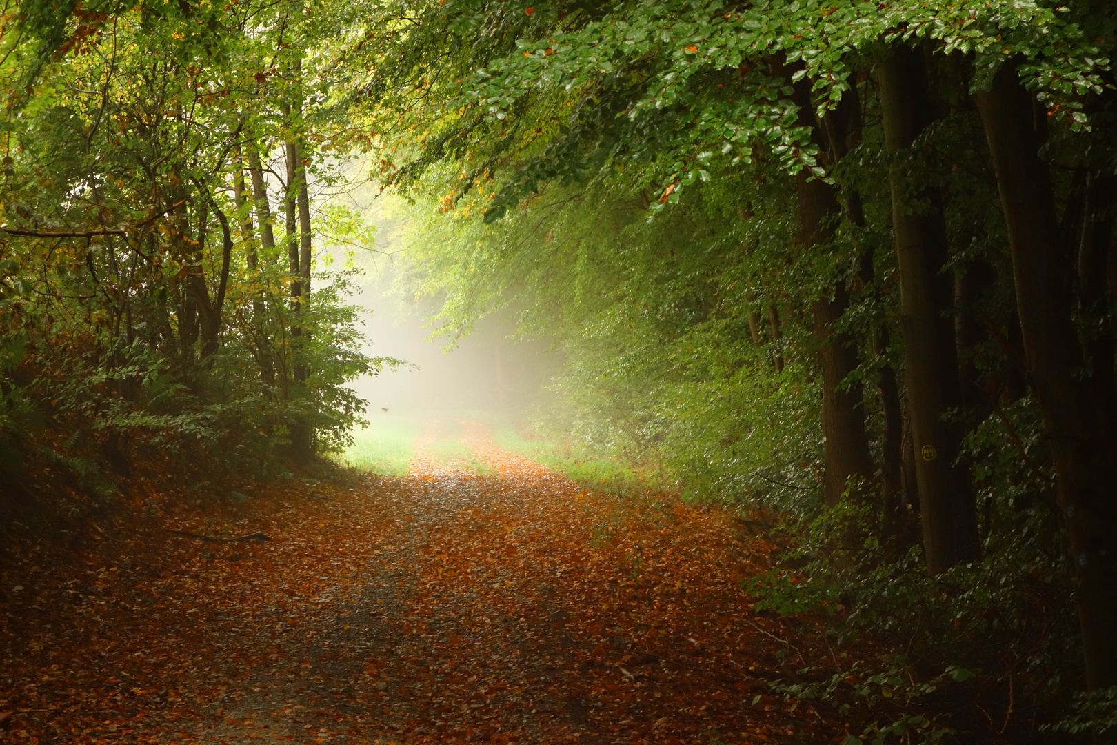 Nebel zieht im Wald auf