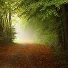 Nebel zieht im Wald auf