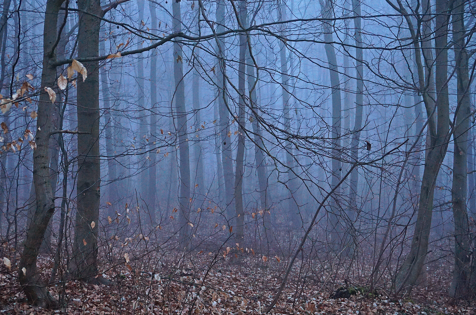 Nebelabend im Wald