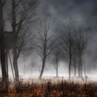 Nebelbäume III