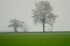 Nebelbäume - natürlich weichgezeichnet