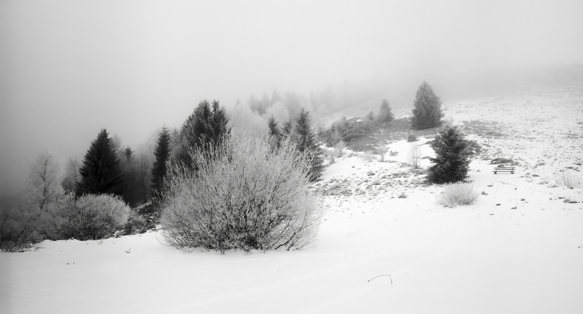 Nebelbank im Winter