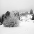 Nebelbank im Winter