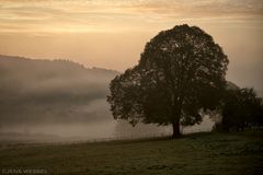 Nebelbaum