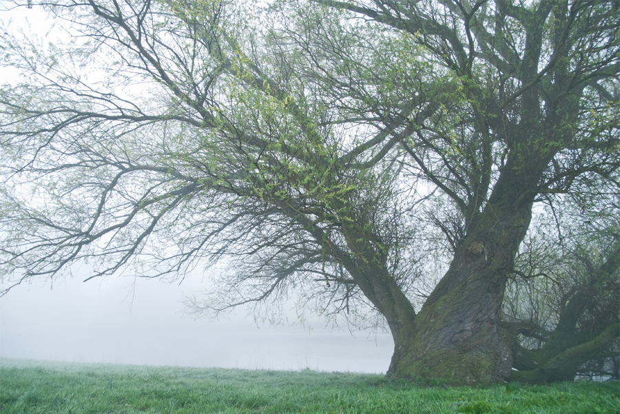 ... nebelbaum ...