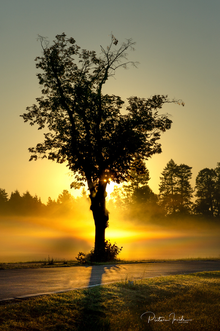 Nebel:Baum