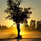 Nebel:Baum