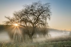 Nebel:Baum