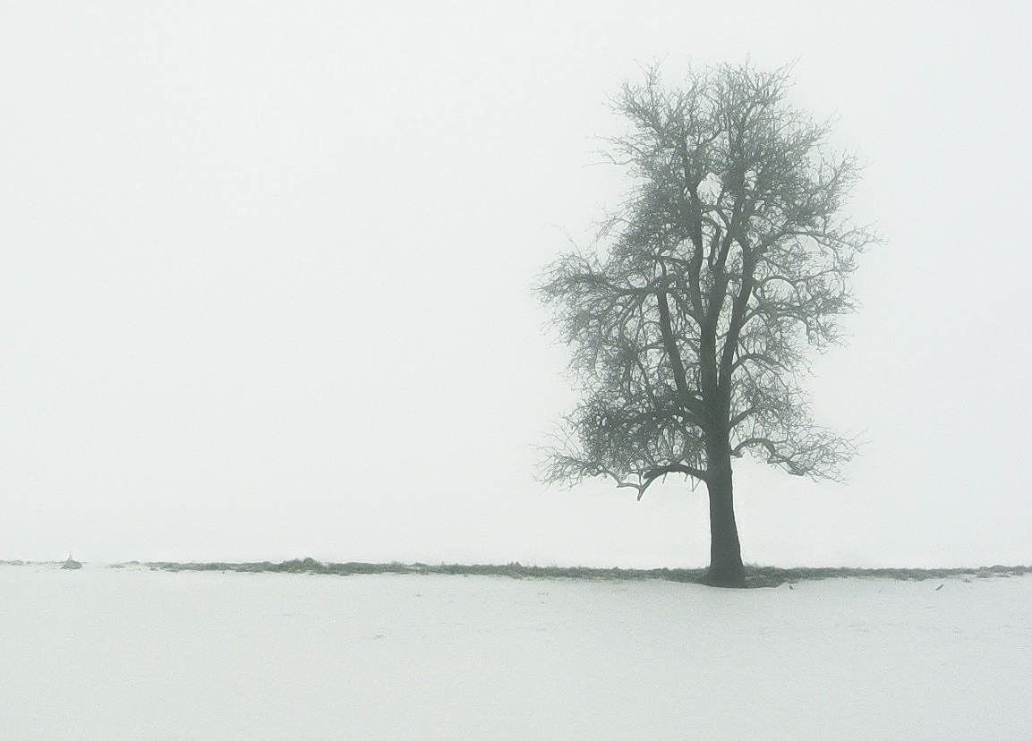 *Nebelbaum*