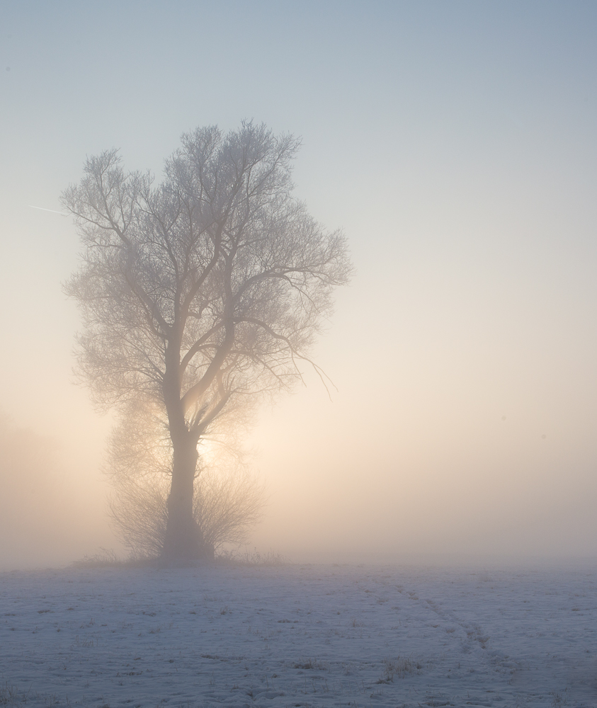 Nebelbaum