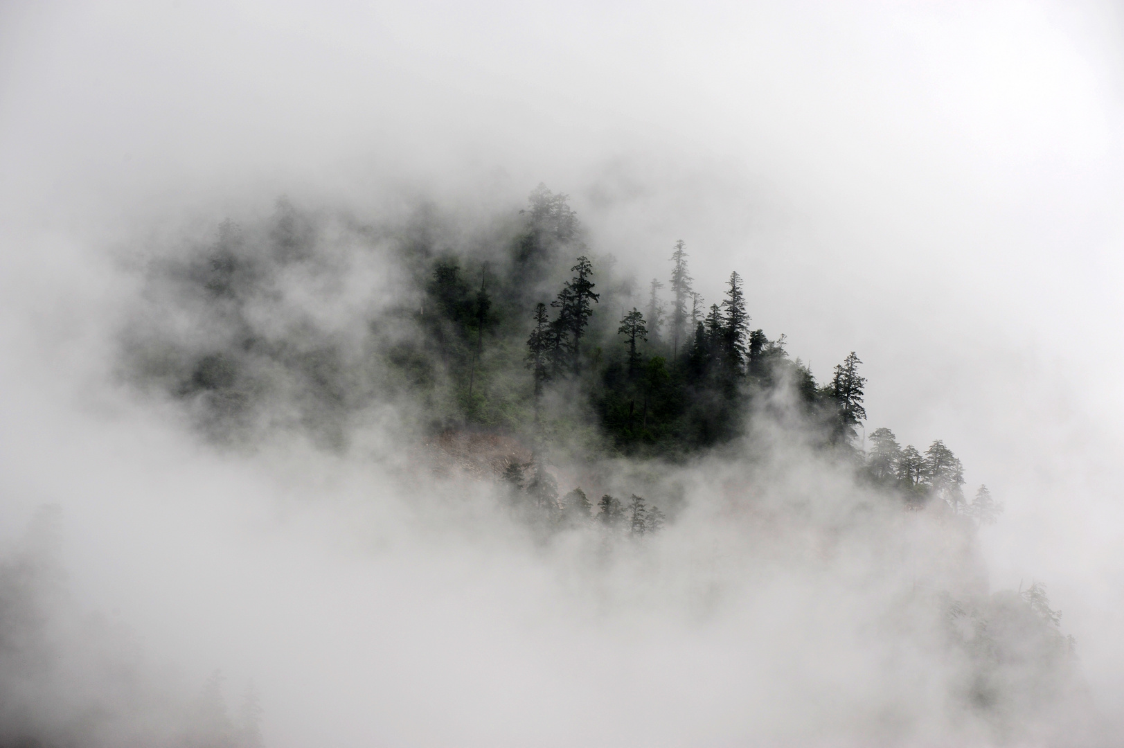 Nebel&Baum