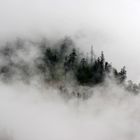 Nebel&Baum