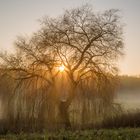 Nebel:Baum