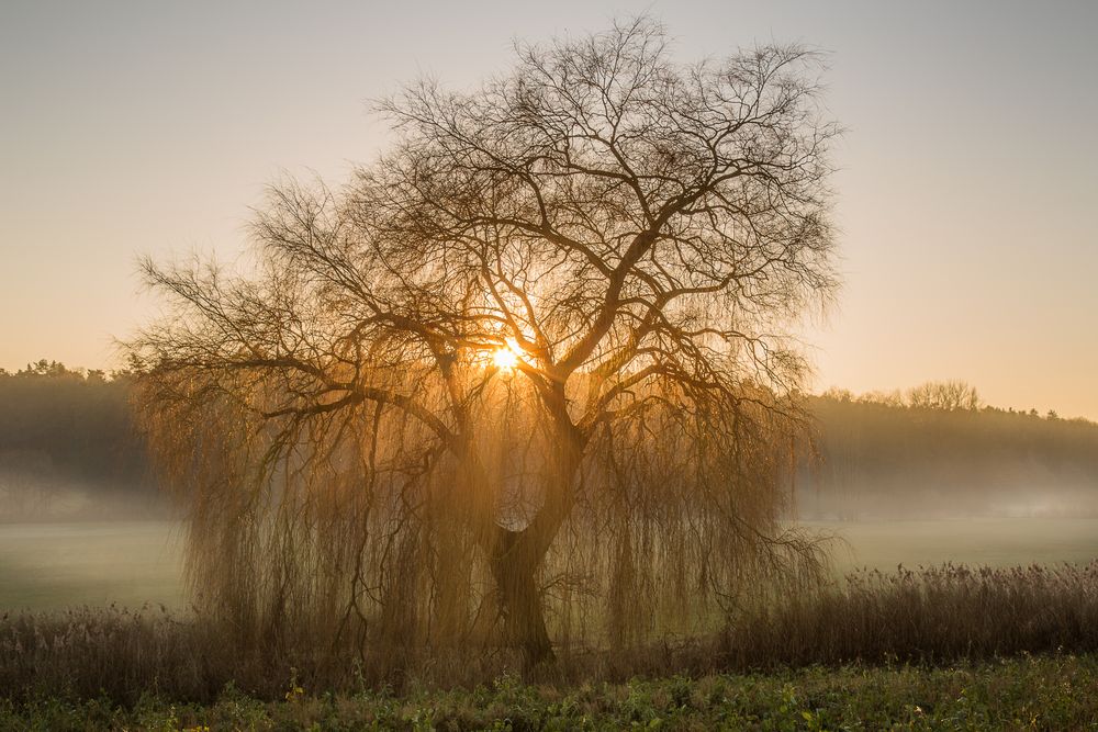 Nebel:Baum