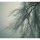 nebel/baum