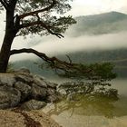 Nebelbaum am Grundlsee (Österreich)