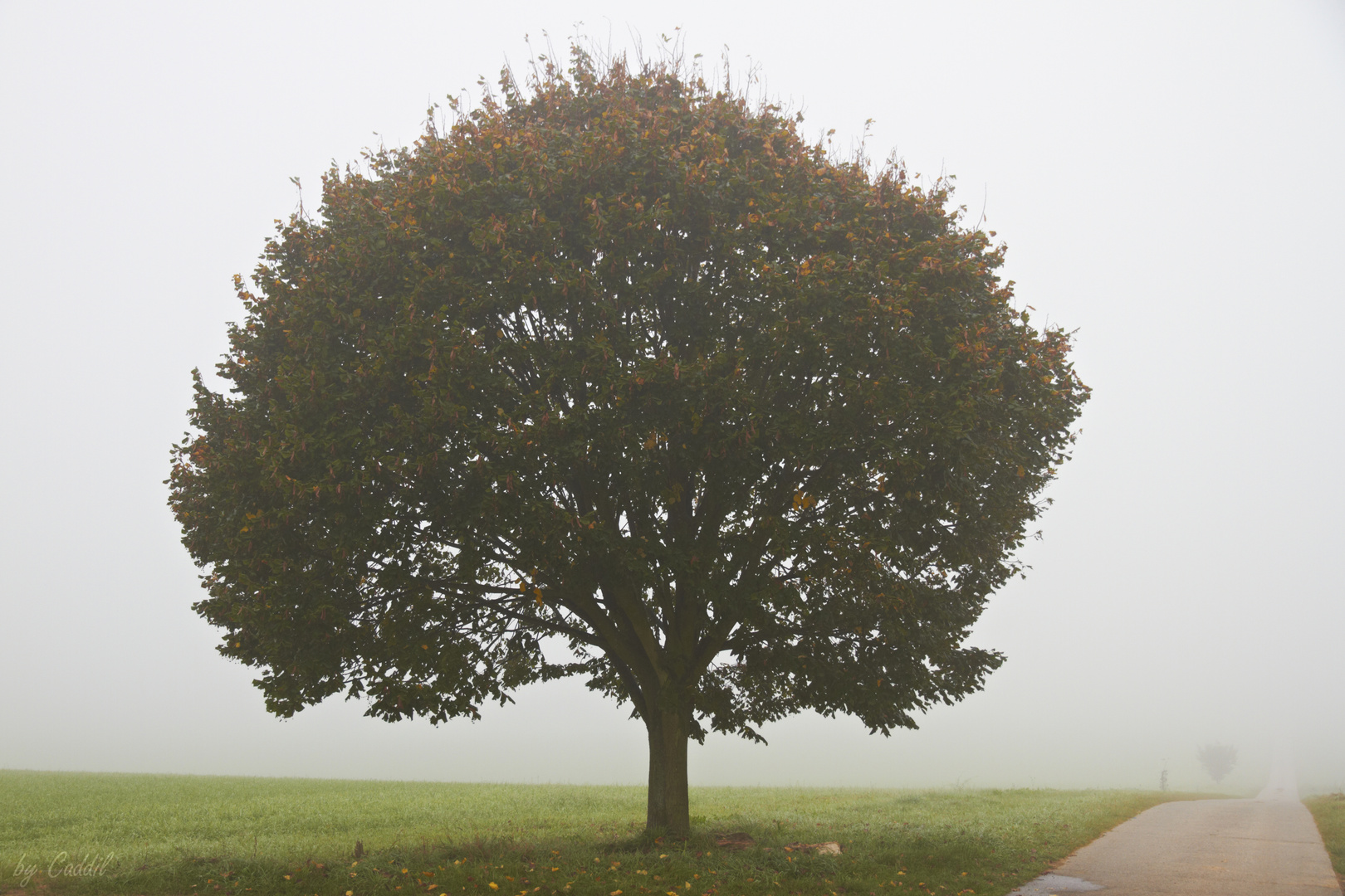 Nebelbaum