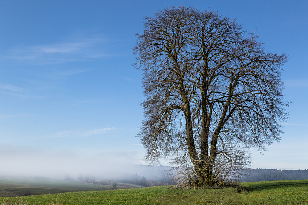 Nebel:Baum