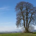 Nebel:Baum