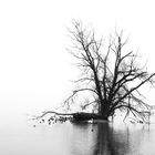 Nebelbaum im Wasser